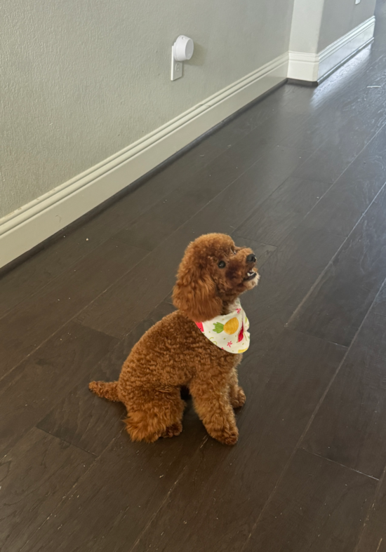 Poodle