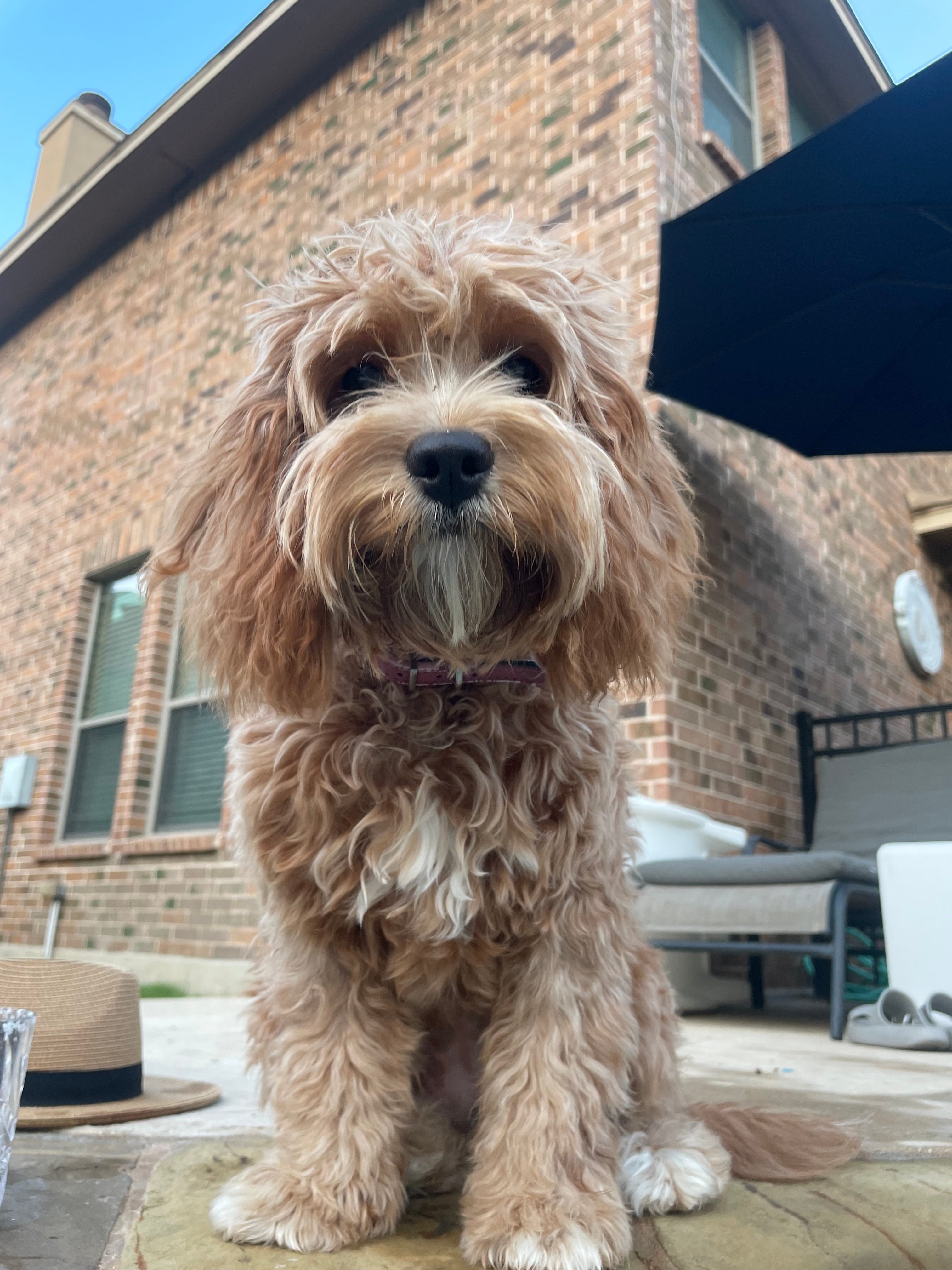 Cavapoo Puppy for Adoption