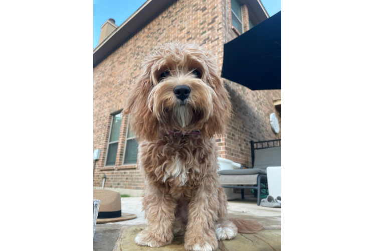 Cavapoo Puppy for Adoption