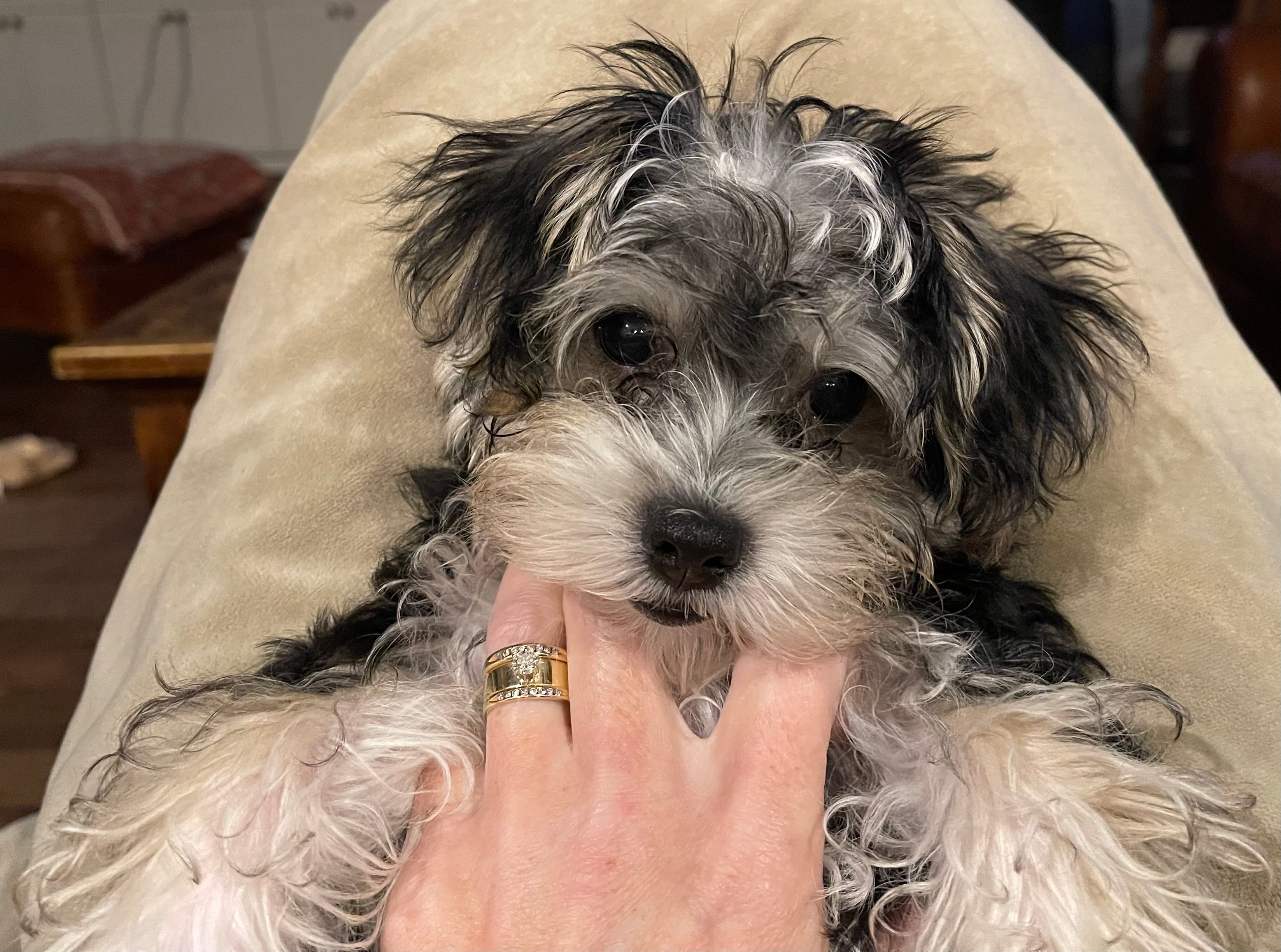 Morkie Pup Being Cute