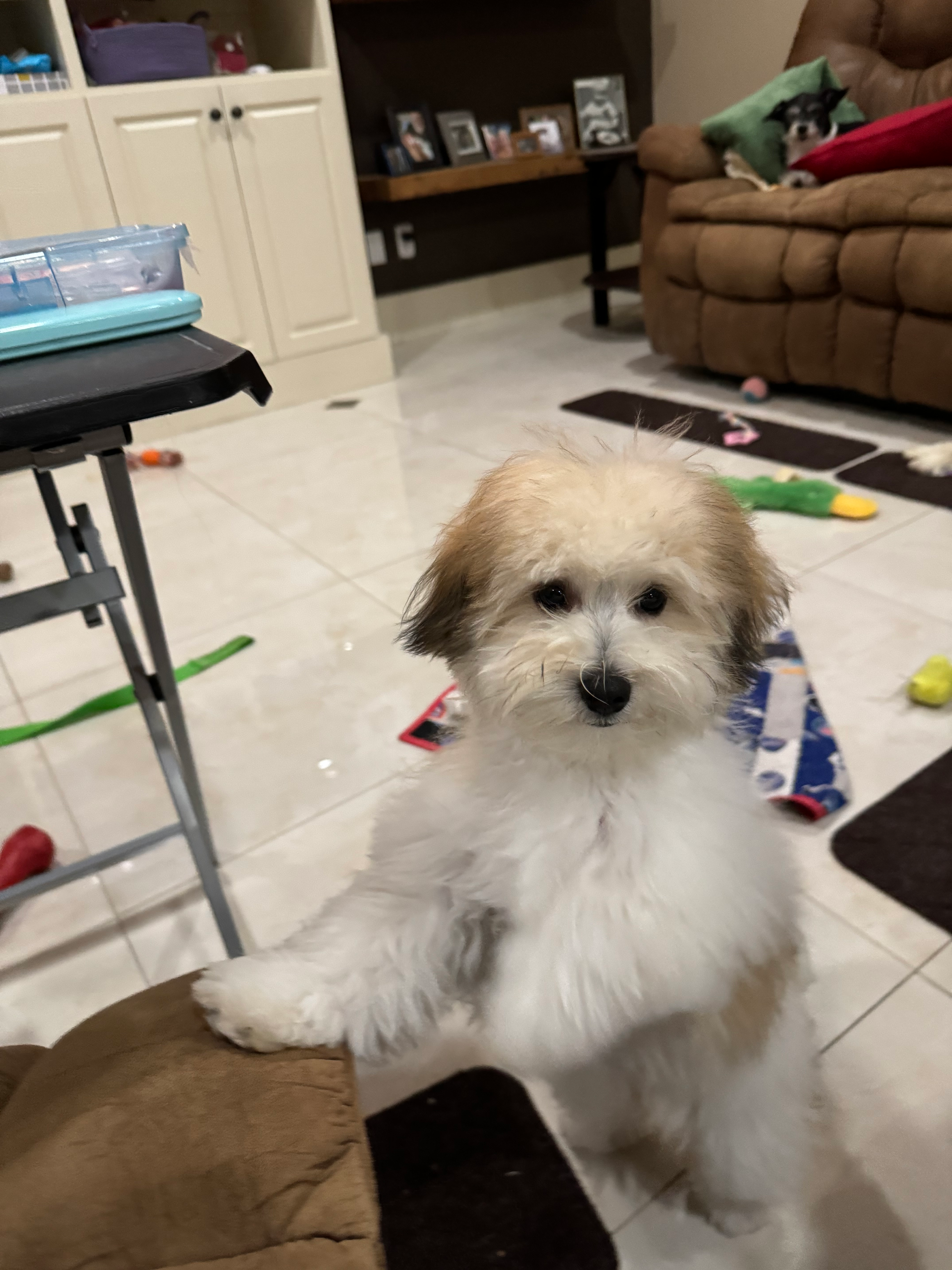 Havachon Pup Being Cute