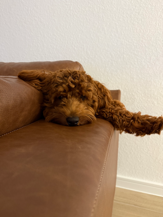 Mini Goldendoodle