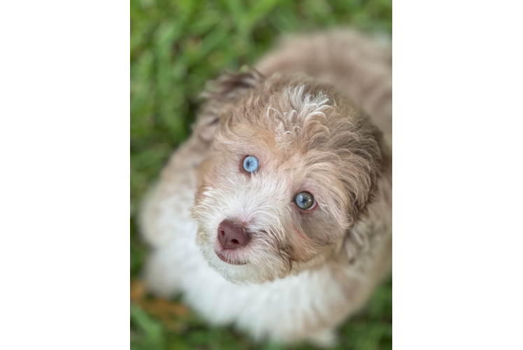 Best Mini Aussiedoodle Baby