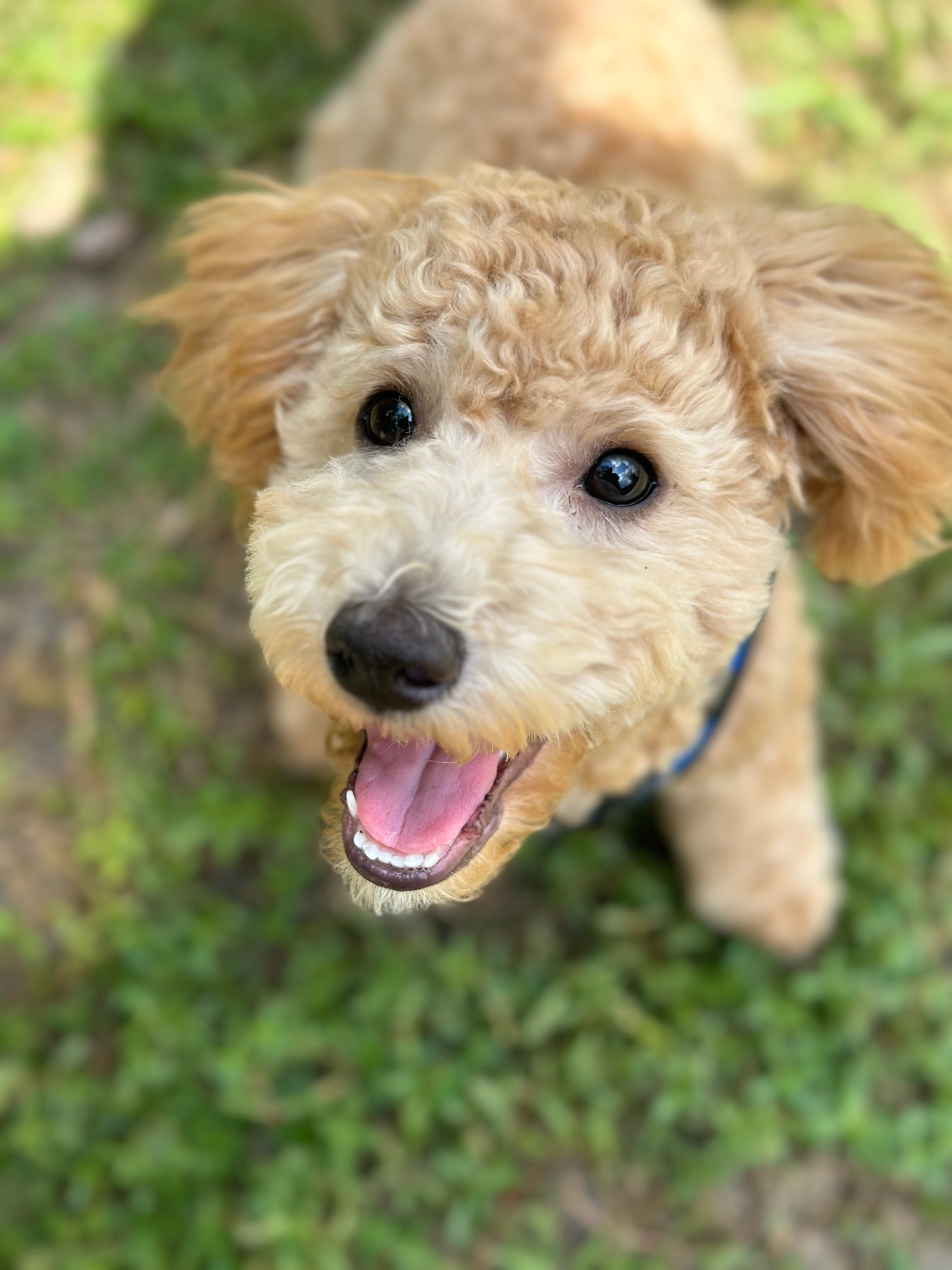 Hypoallergenic Bichpoo Poodle Mix Puppy