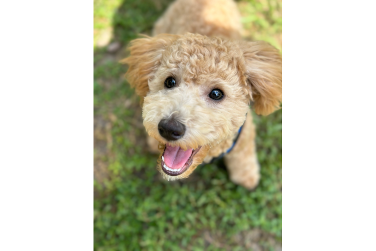 Hypoallergenic Bichpoo Poodle Mix Puppy