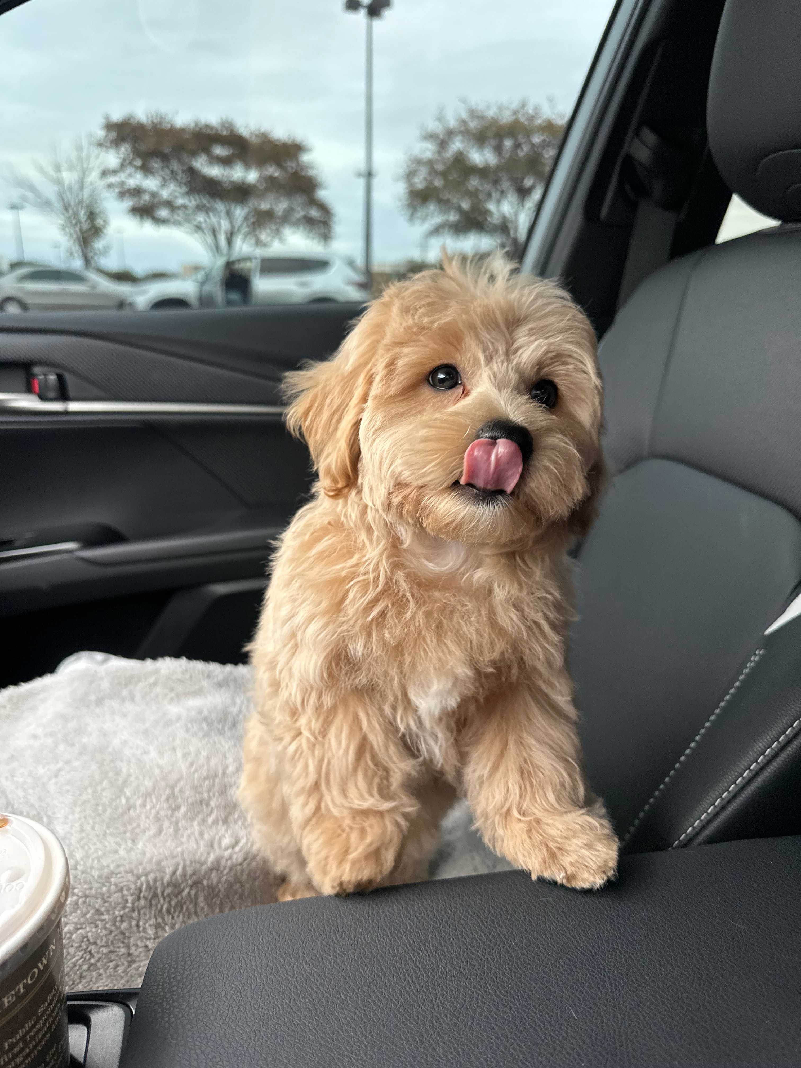 Happy Maltipoo Baby