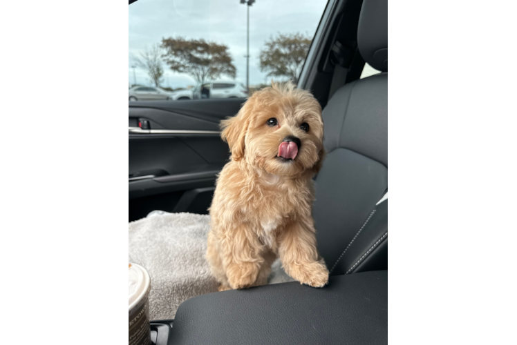 Happy Maltipoo Baby