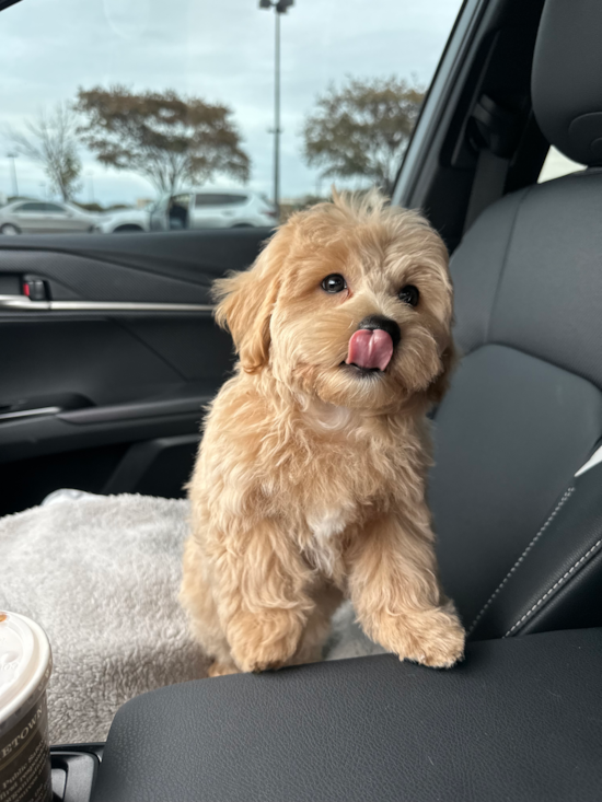Maltipoo