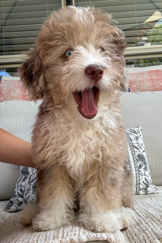 Mini Aussiedoodle