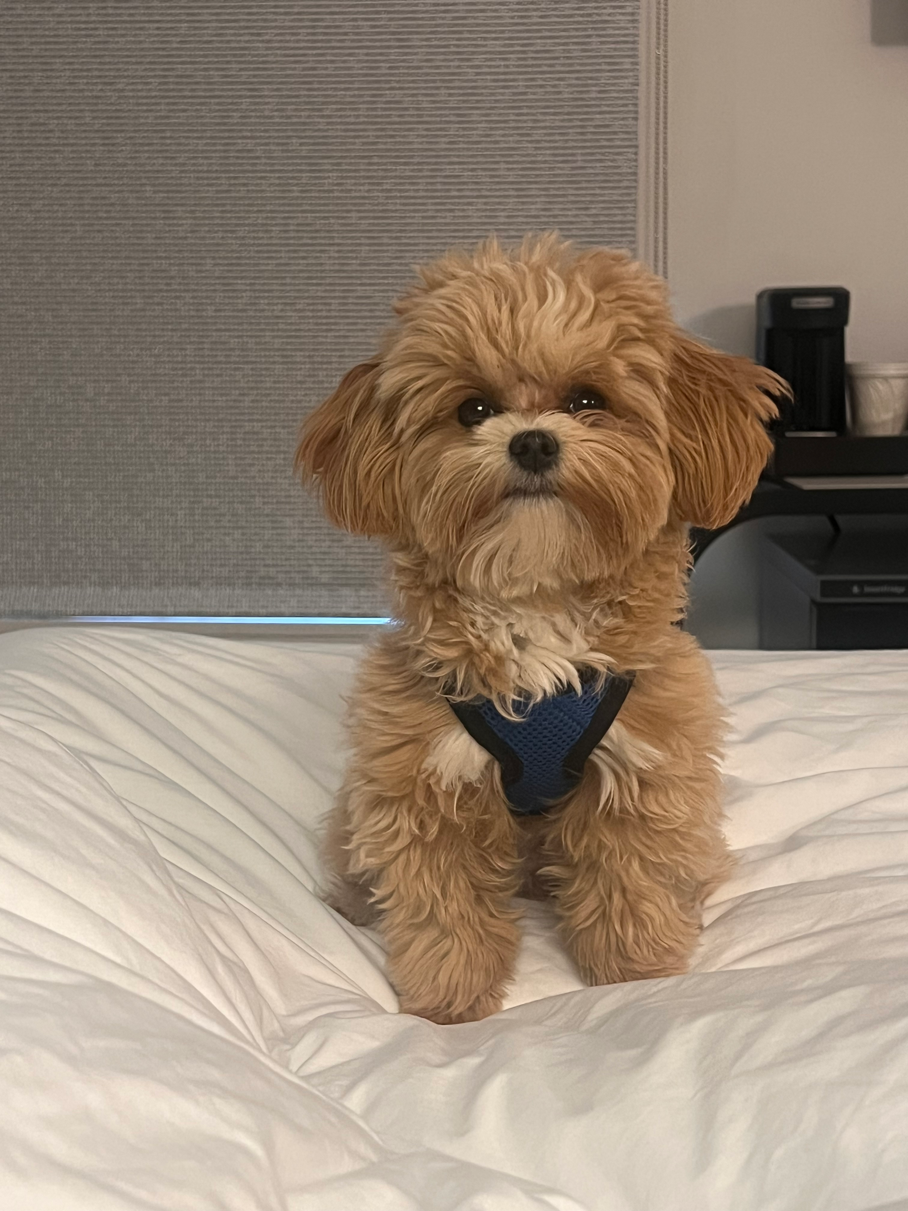 Maltipoo Puppy for Adoption
