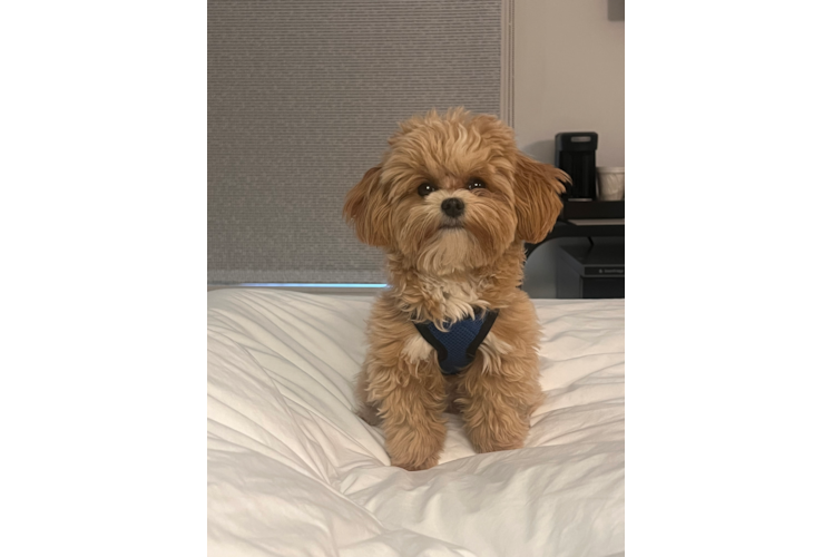 Maltipoo Puppy for Adoption