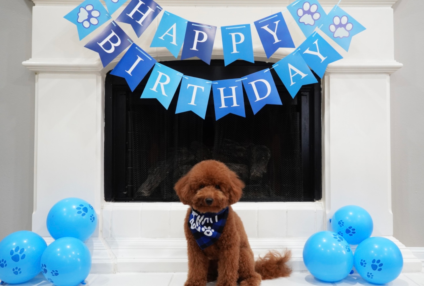 Adorable Golden Retriever Poodle Mix Poodle Mix Puppy