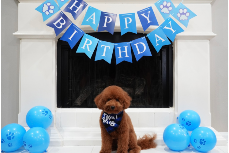Adorable Golden Retriever Poodle Mix Poodle Mix Puppy