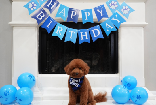 Mini Goldendoodle