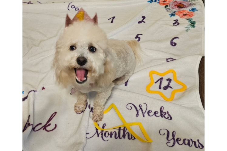 Adorable Havadoodle Poodle Mix Puppy