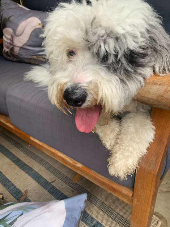 Mini Sheepadoodle