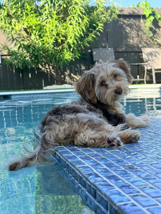 Yorkie Poo