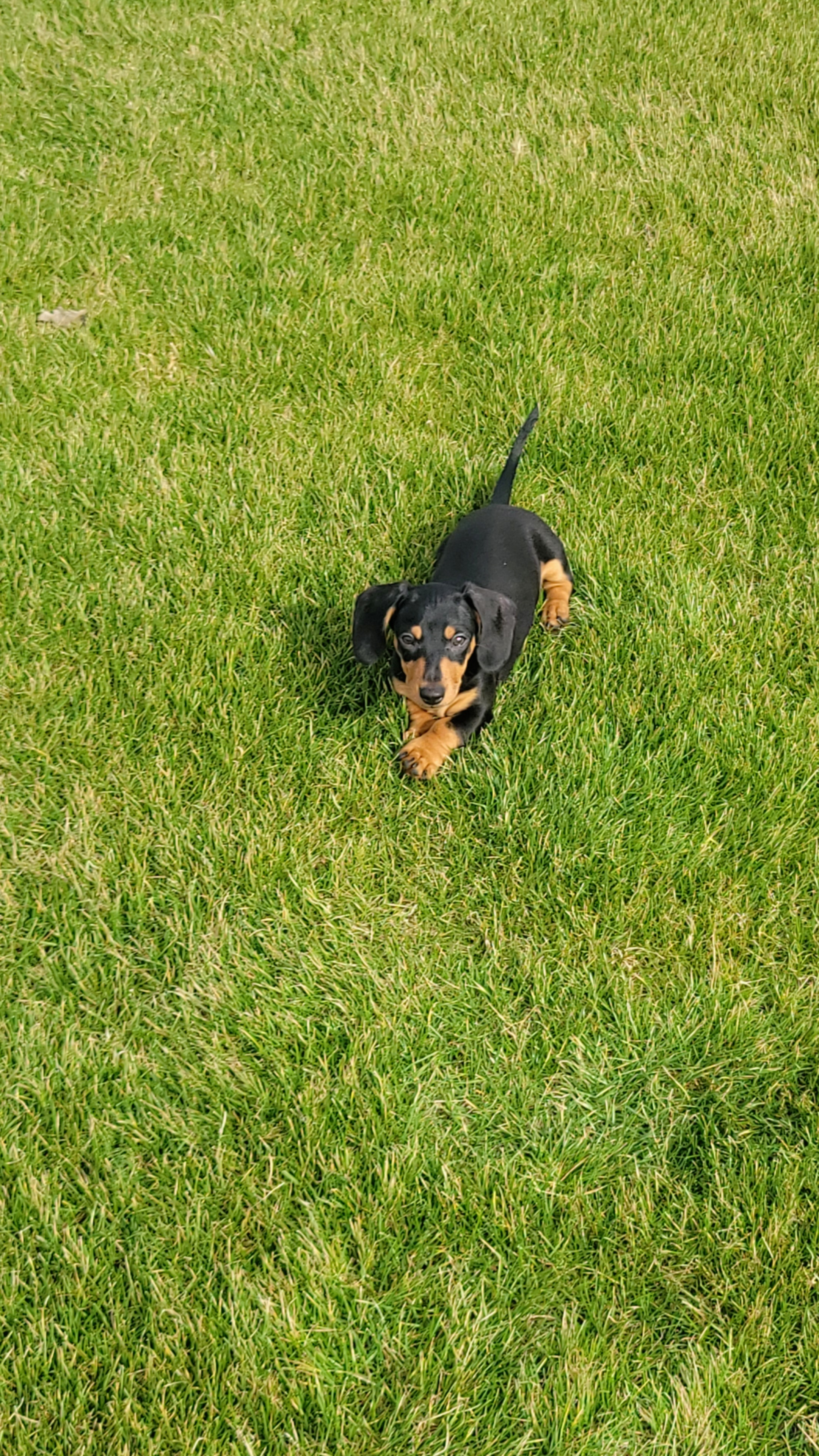 Dachshund Puppy for Adoption
