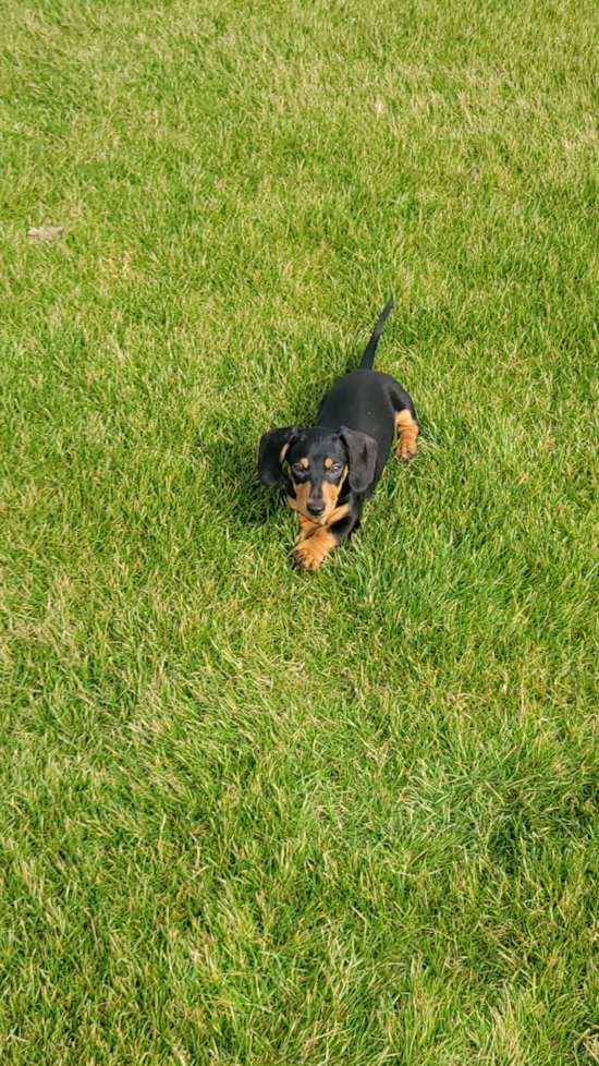 Dachshund