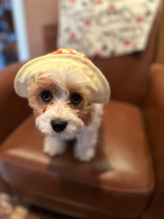 Cavachon