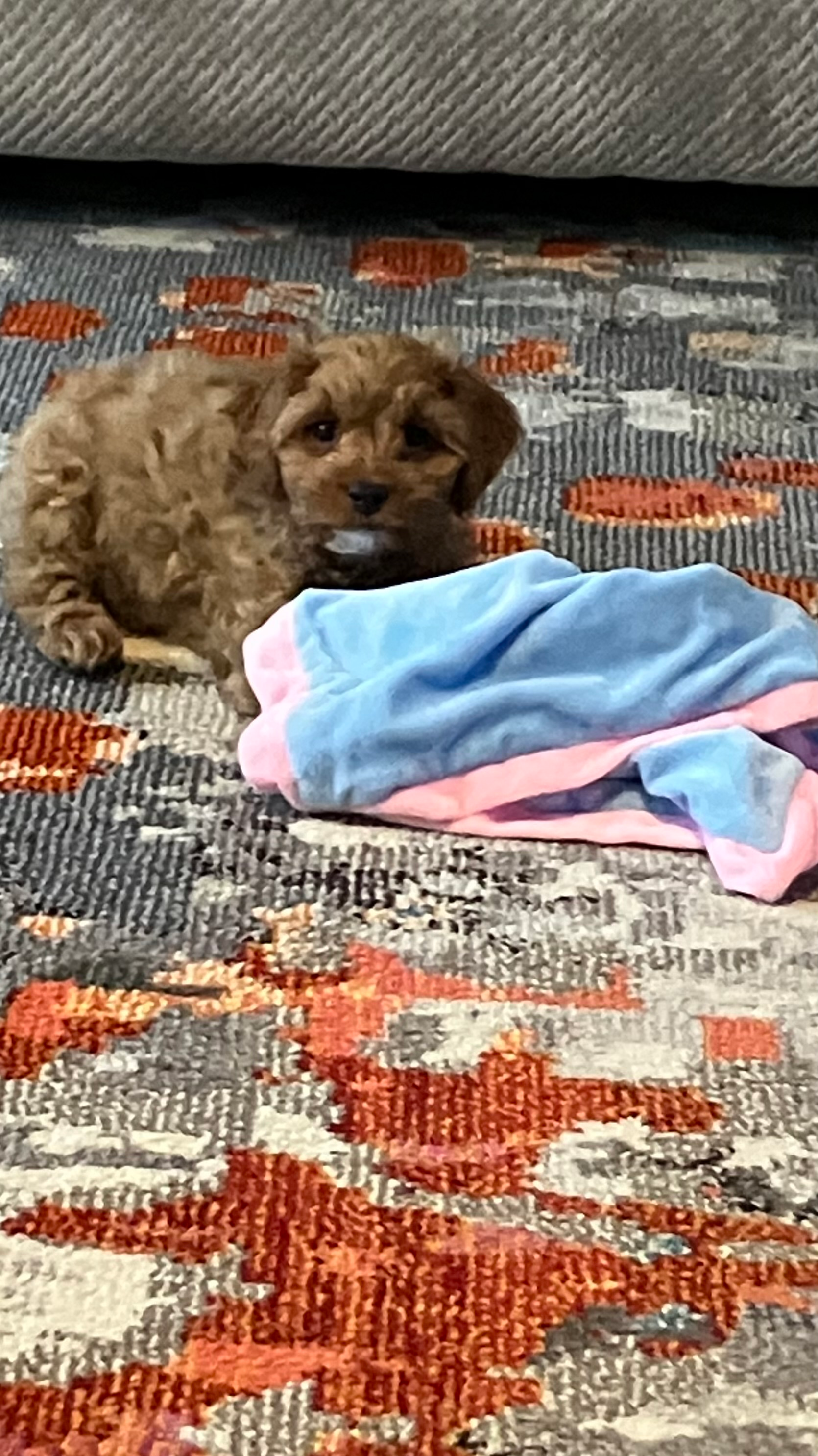 Cute Cavapoo Baby