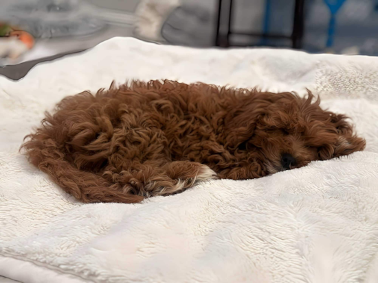 Cavapoo