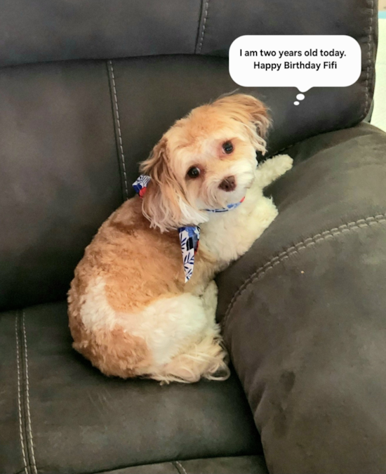 Havanese
