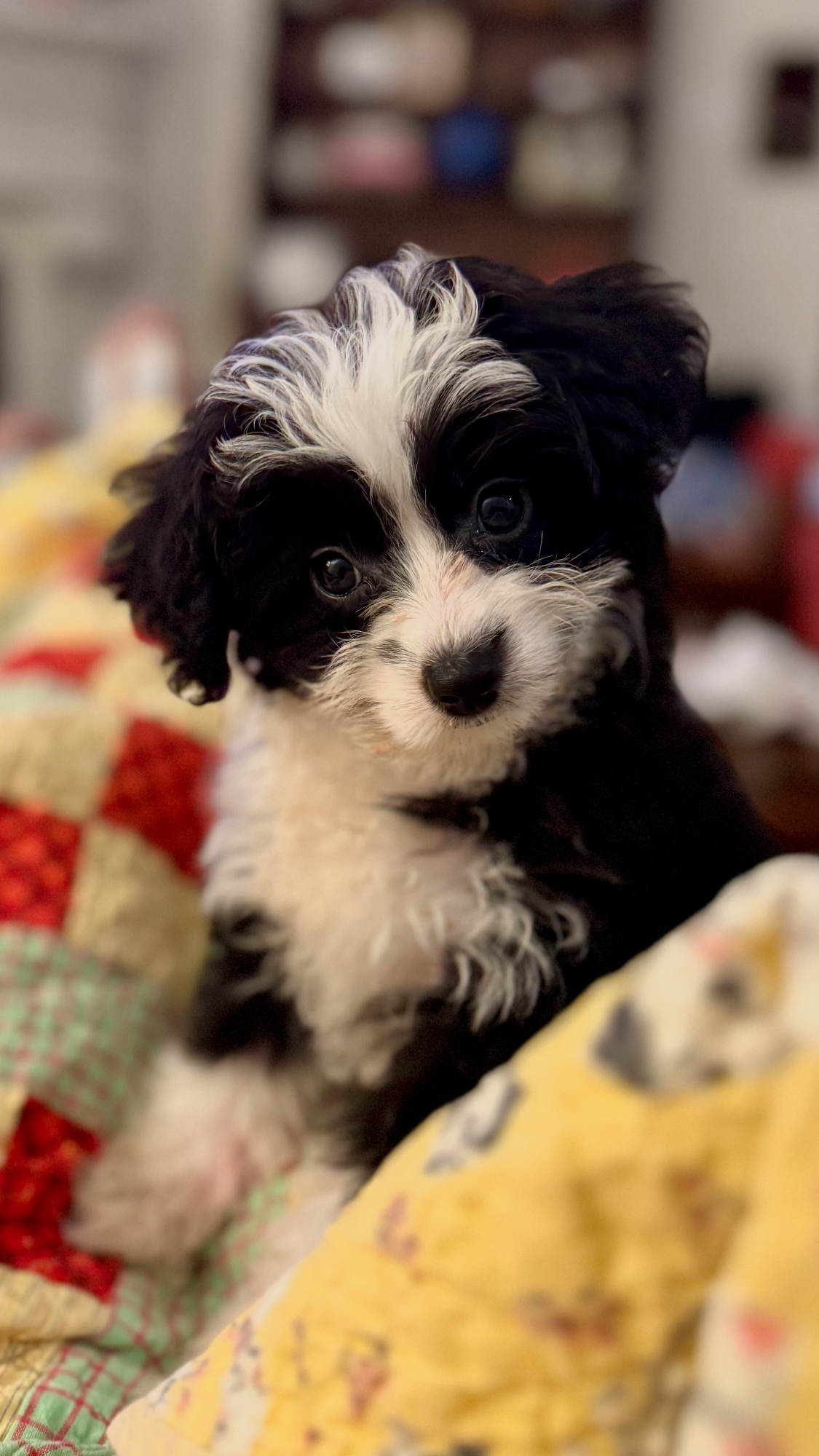 Mini Aussiedoodle Puppy for Adoption