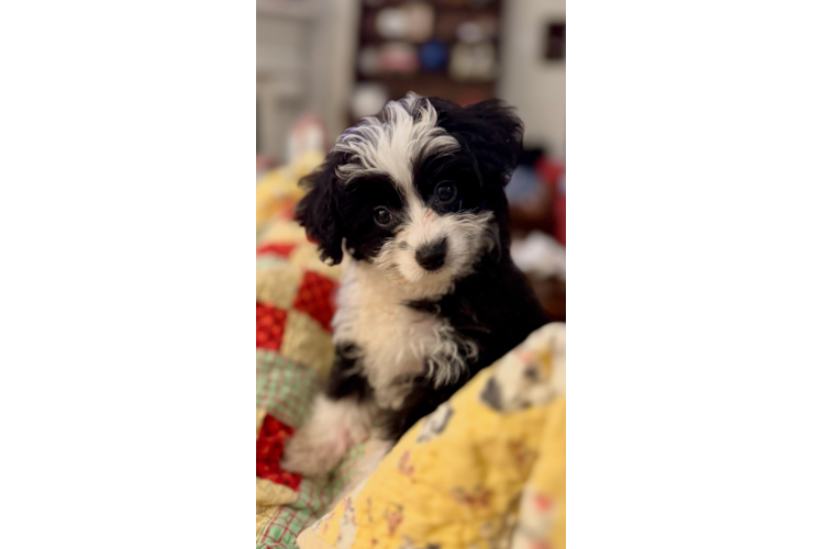 Mini Aussiedoodle Puppy for Adoption