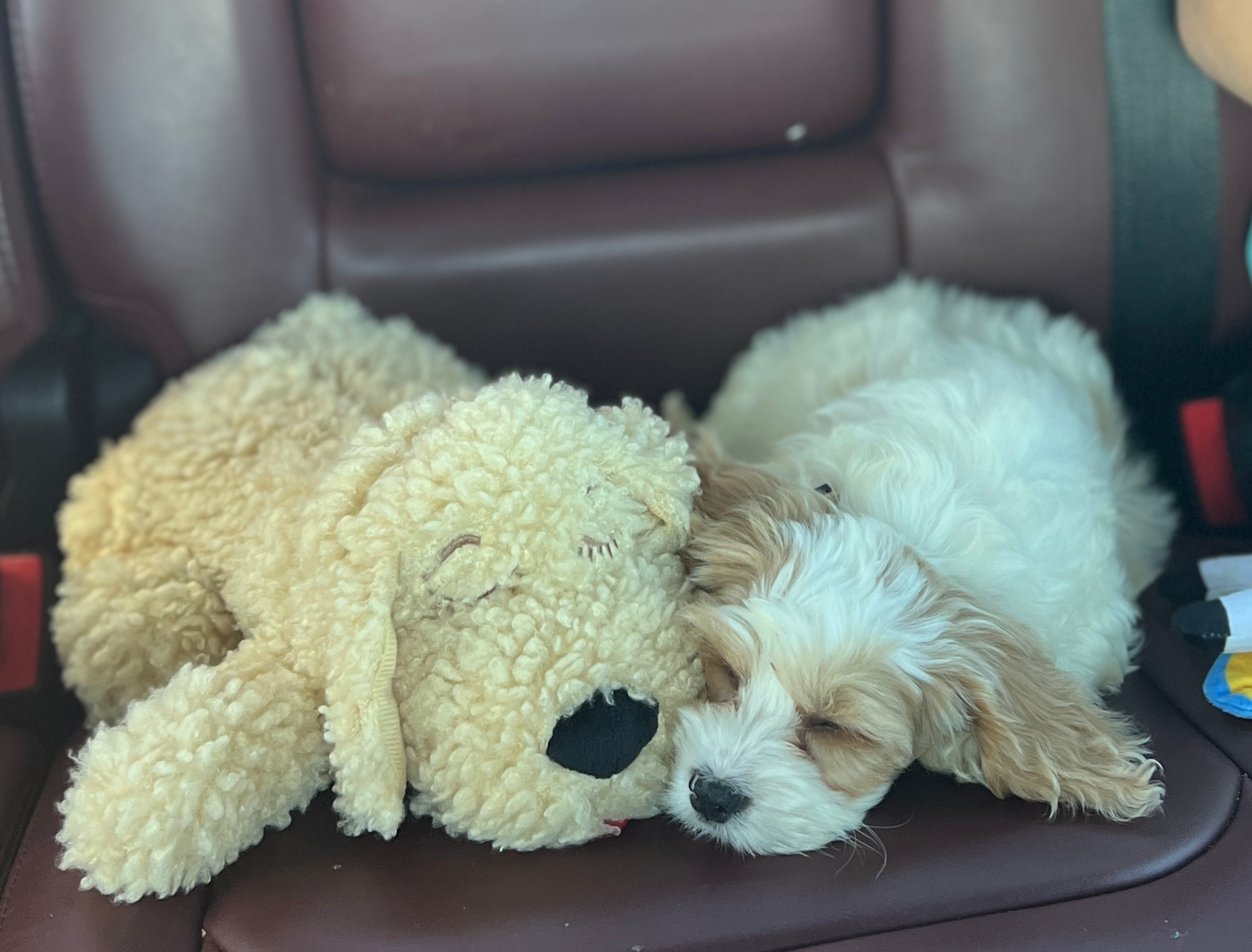 Cockapoo Pup Being Cute