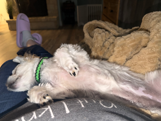 Teddy Bear