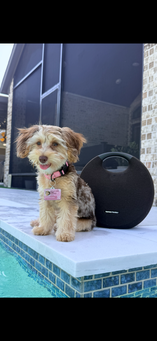 Yorkie Poo