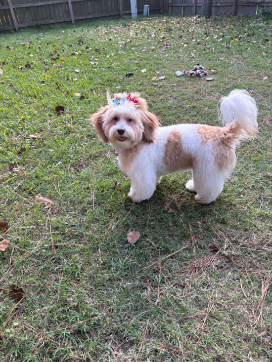 Shih Poo