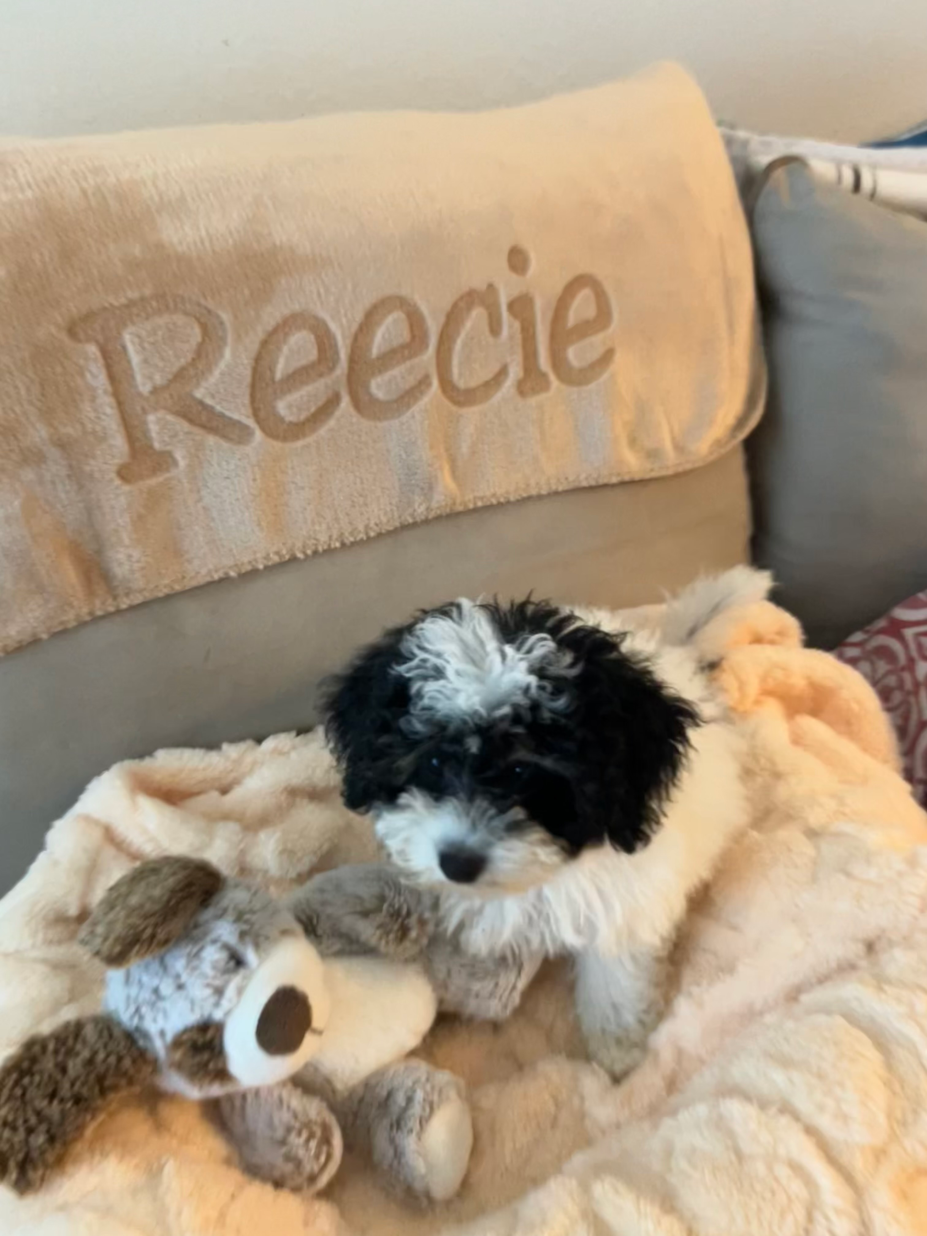 Poochon Puppy for Adoption