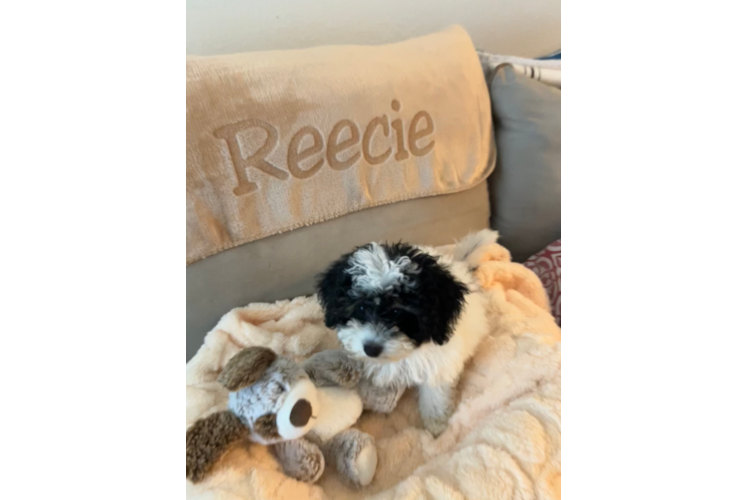 Poochon Puppy for Adoption