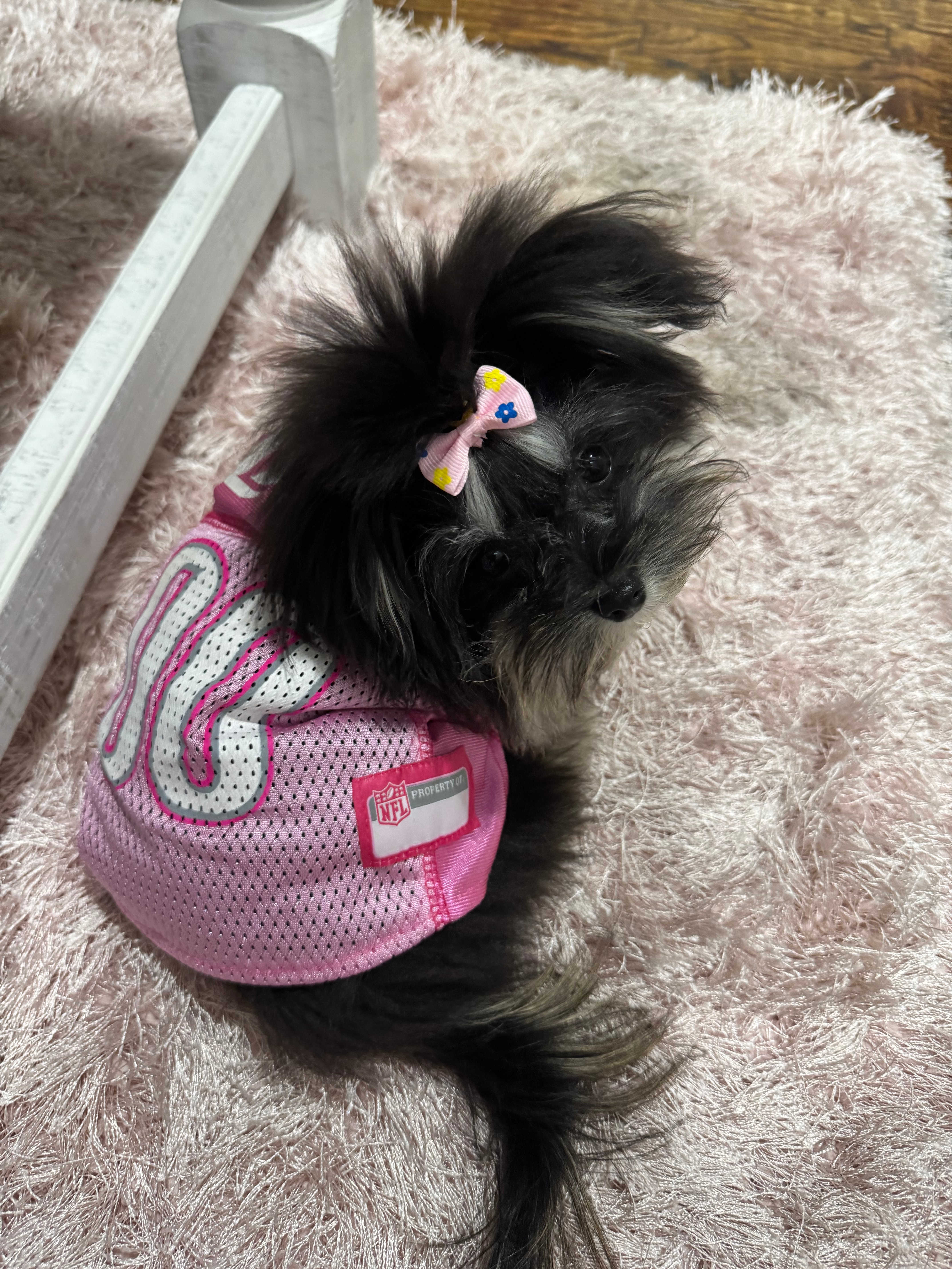 Playful Maltipom Designer Puppy
