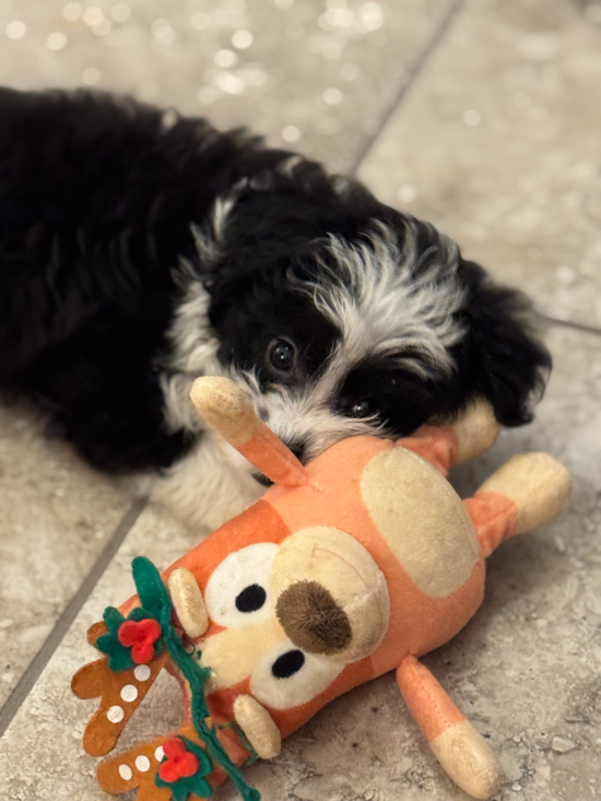 Mini Aussiedoodle