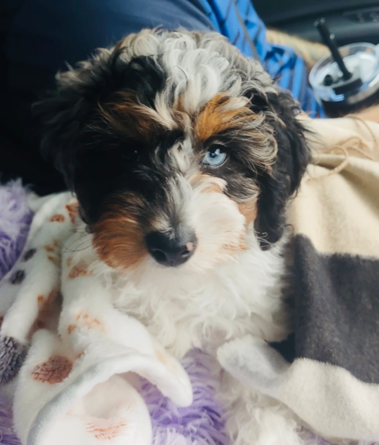 Mini Aussiedoodle