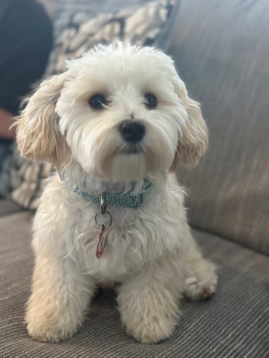 Maltipoo