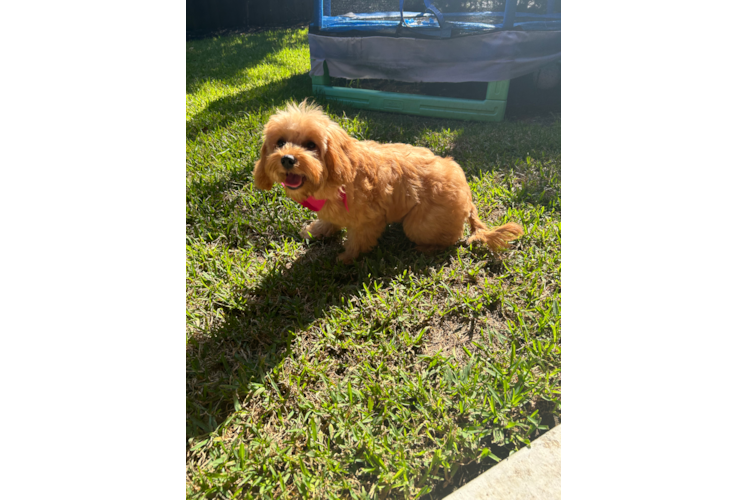 Cavapoo Puppy for Adoption