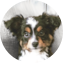 Mini Aussie Puppy For Sale - Lone Star Pups Mini Aussie Puppy For Sale - Lone Star Pups