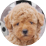 Poochon Puppies For Sale - Lone Star Pups