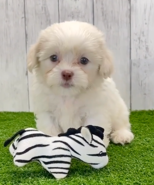 Cute Havashu Designer Pup