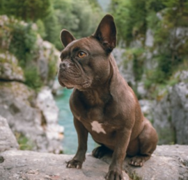 Frenchie Puppies For Sale - Lone Star Pups