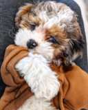 Cute Shih Poo Poodle Mix Pup Cute Shih Poo Poodle Mix Pup
