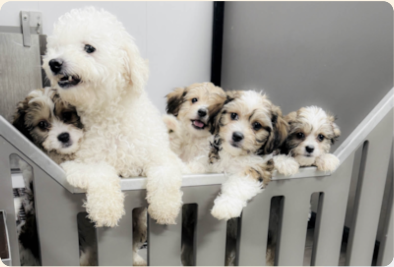 puppies 6 weeks old, week 6 of the first 8 weeks of a lone star pups puppy