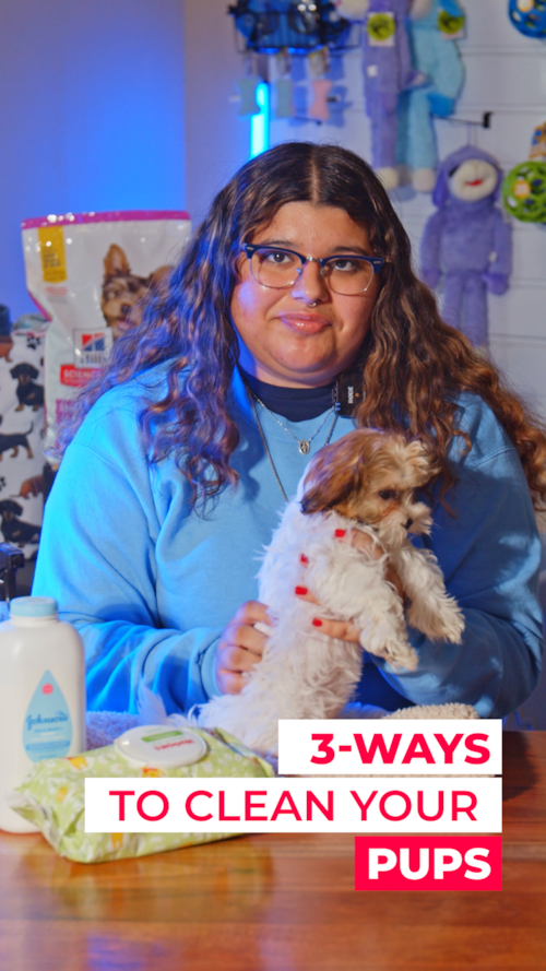 Lone Star Pups Here’s how to keep your pup clean and smelling fresh until their first big spa day! Trending Video