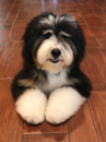 Cute Bernadoodle Poodle Mix Pup