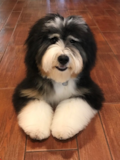 Cute Bernadoodle Poodle Mix Pup Cute Bernadoodle Poodle Mix Pup