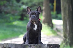 Cute French Bulldog Purebred Pup Cute French Bulldog Purebred Pup